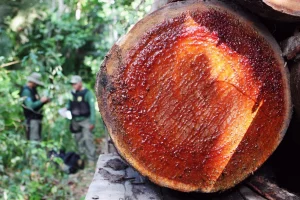 Extração ilegal de madeira cresce 11 vezes em terras indígenas do Pará