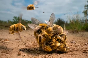 Foto de ‘bola’ de abelhas enfurecidas vence prêmio de fotógrafo de natureza do ano