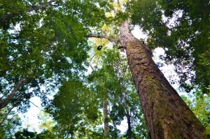 Onde fica a árvore mais alta da Amazônia? Conheça o ‘santuário das gigantes’