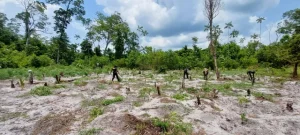 PF destrói 130 mil pés de maconha dentro de terra indígena no Pará; responsáveis fugiram pela floresta