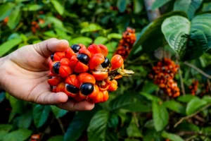 Guaraná ajuda a combater envelhecimento