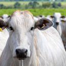 Ministério diz que está tomando providências após caso de vaca louca no Pará e suspende exportações para a China