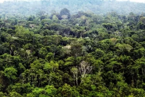 MPPA e MPF emitem recomendações ao Estado do Pará sobre mercado de carbono