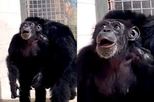 Após 28 anos presa, chimpanzé se emociona ao ver céu pela 1ª vez