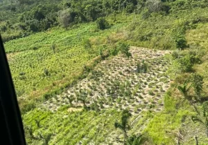 Operação da PF destrói mais de 40 mil pés de maconha no Pará
