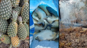 ‘Cozinhou a plantação’: seca no Norte leva a perda de lavouras, e calor mata milhares de peixes