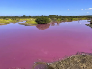 Lago no Havaí fica cor-de-rosa por excesso de sal; cientistas apontam estresse ambiental