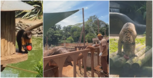 Sorvete, frutas e banho de mangueira: biólogos criam estratégias para aliviar calor dos animais do Zoo de SP