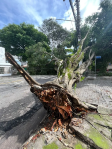 Calçadas apertadas, poda mal feita, ventos fortes e fiação elétrica aérea: entenda por que tantas árvores caem em São Paulo